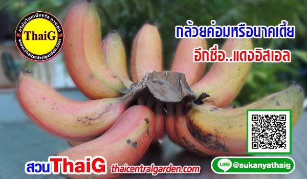กล้วยค่อมหรือนาคเตี้ยหรืออีกชื่อแดงอิสราเอล