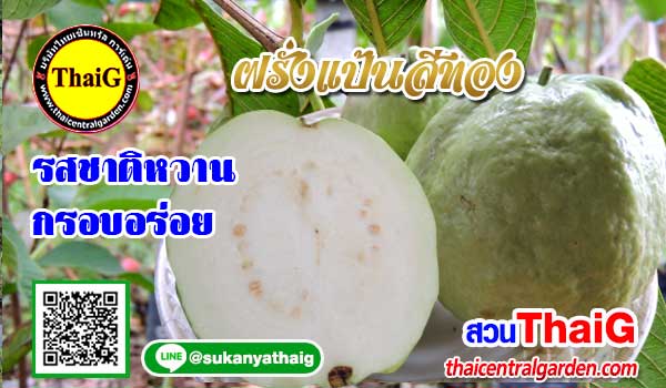 ฝรั่งแป้นสีทอง