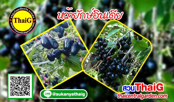หว้ายักษ์อินเดีย
