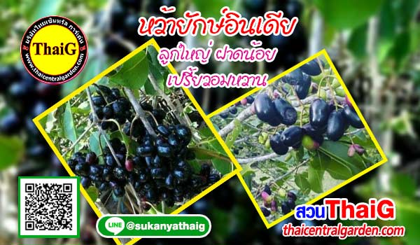 หว้าอินเดีย