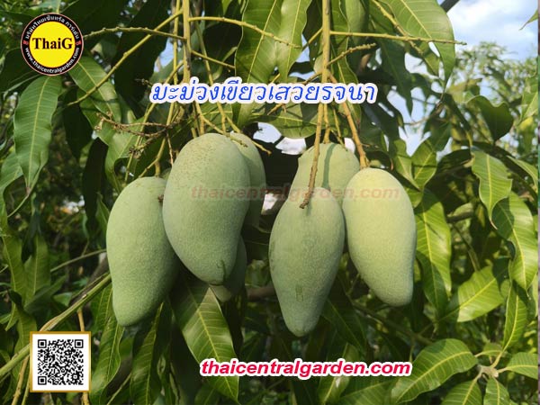 มะม่วงเขียวเสวยรจนา