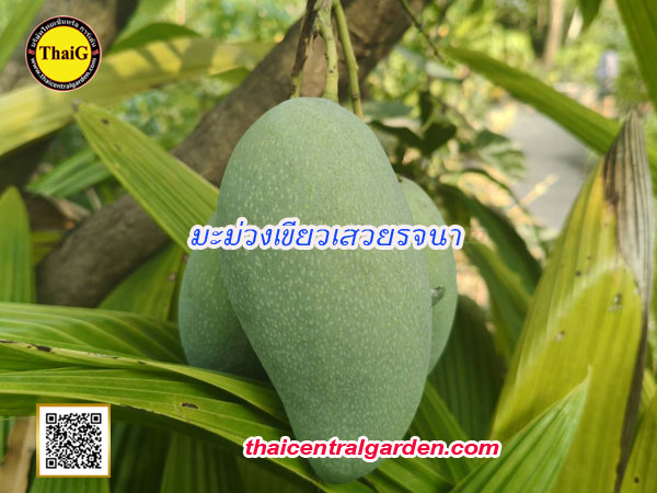 มะม่วงเขียวเสวยรจนา