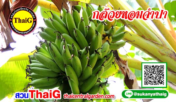กล้วยทองจำปา