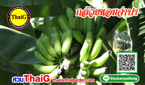 กล้วยทองจำปา
