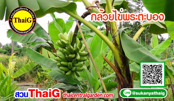 กล้วยไข่พระตะบอง