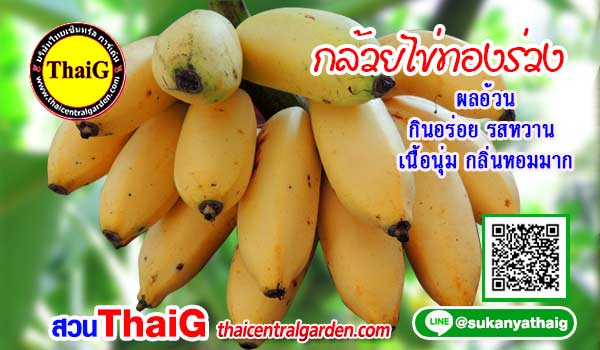 กล้วยไข่ทองร่วง