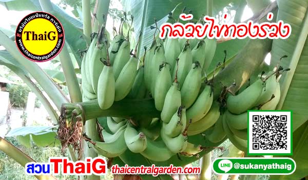 กล้วยไข่ทองร่วง