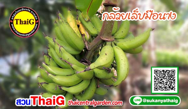 กล้วยเล็บมือนาง