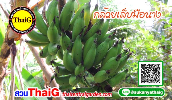 กล้วยเล็บมือนาง