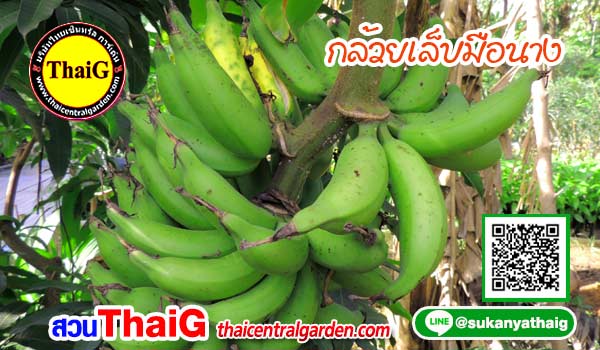 กล้วยเล็บมือนาง
