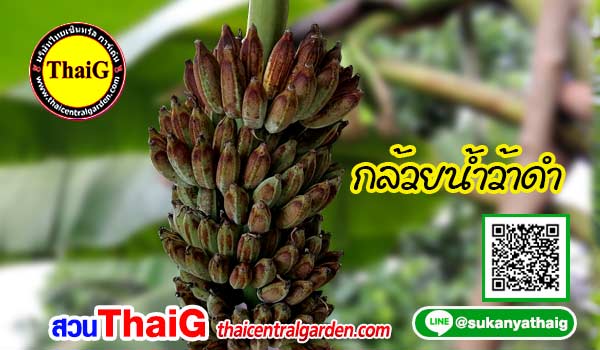 กล้วยน้ำว้าดำ