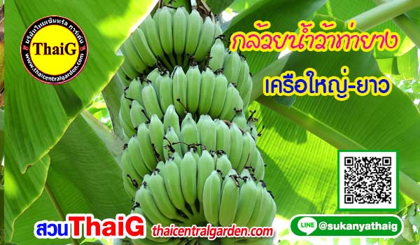 กล้วยน้ำว้าท่ายาง