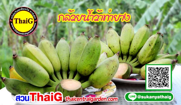 กล้วยน้ำว้าท่ายาง