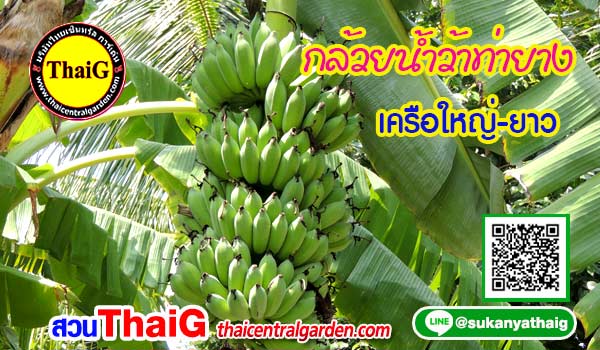 กล้วยน้ำว้าท่ายาง