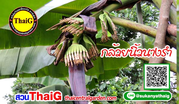 กล้วยนิ้วนางรำ