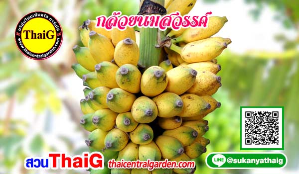 กล้วยนมสวรรค์