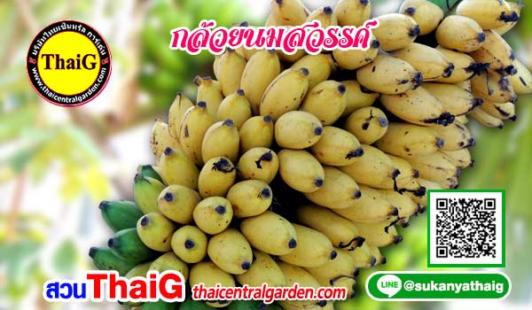 กล้วยนมสวรรค์