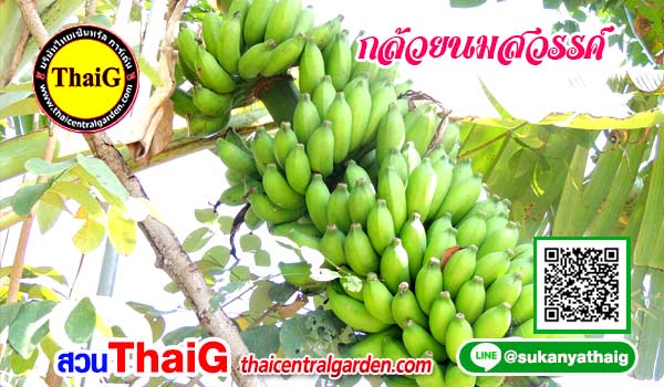 กล้วยนมสวรรค์