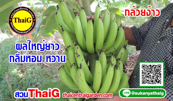 กล้วยง้าว