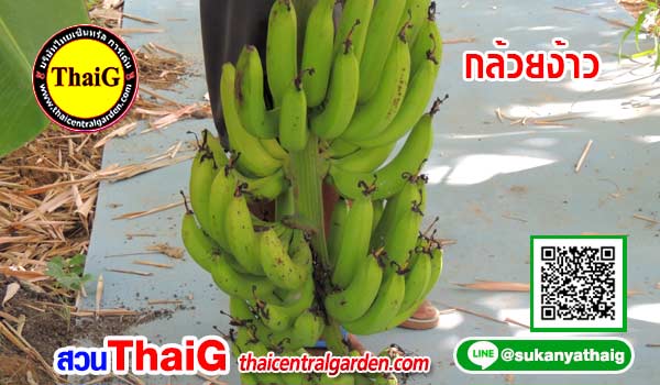 กล้วยง้าว