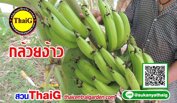 กล้วยง้าว