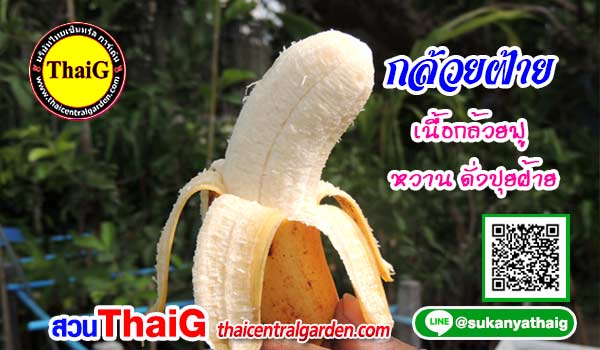 กล้วยฝ้าย