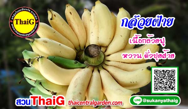 กล้วยฝ้าย