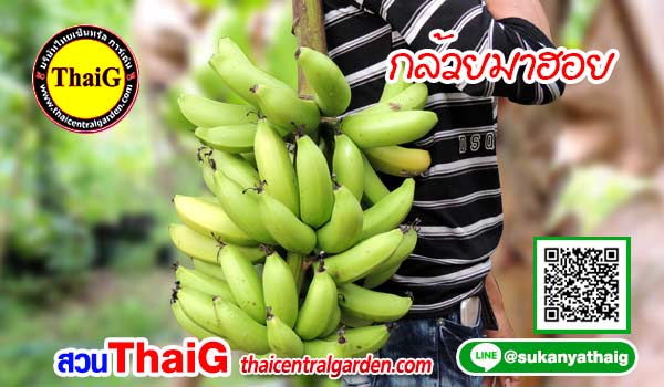 กล้วยมาฮอย