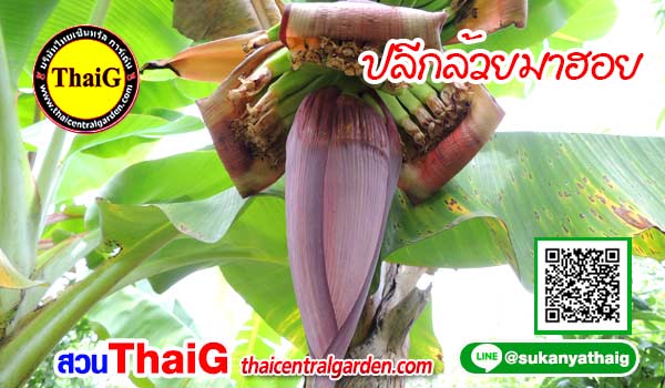 กล้วยมาฮอย