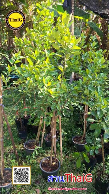 มะนาวไข่ มะนาวไร้หนาม