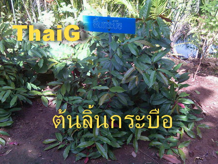 ต้นลิ้นกระบือ