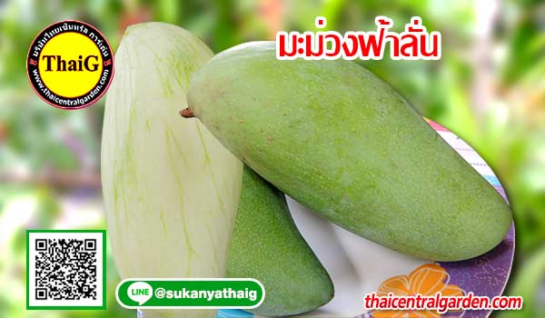 มะม่วงฟ้าลั่น
