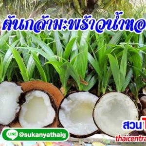 มะร้าวน้ำหอมกะทิ