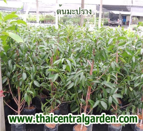 มะปรางหวาน