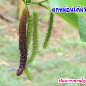 หม่อนไต้หวัน แม่ช่อ