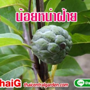 น้อยหน่าฝ่าย