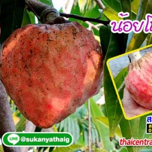 น้อยโหน่ง