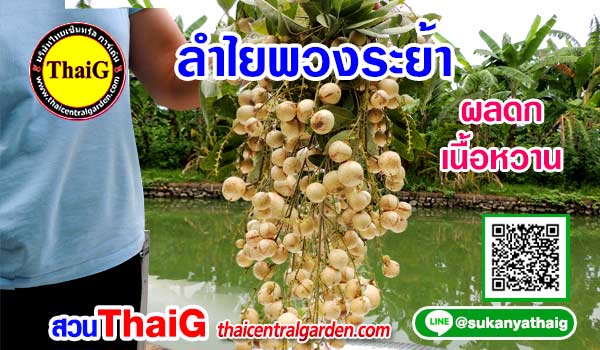 ลำไยพวงระย้า