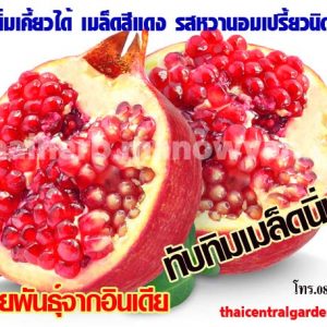 ทับทิมเมล็ดนิ่ม