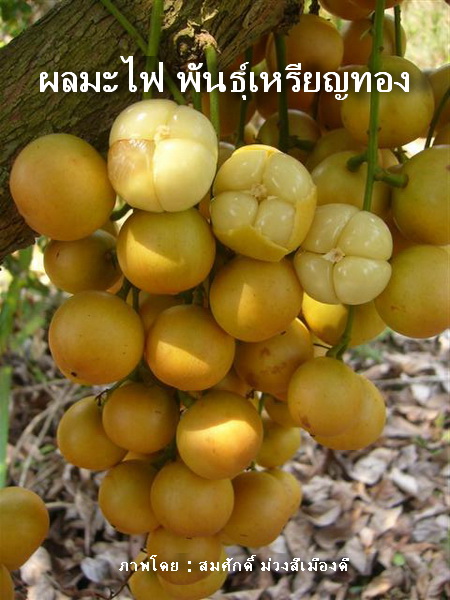 มะไฟเหรียญทอง