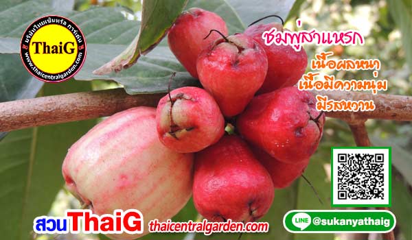 ชมพู่สาแหรก