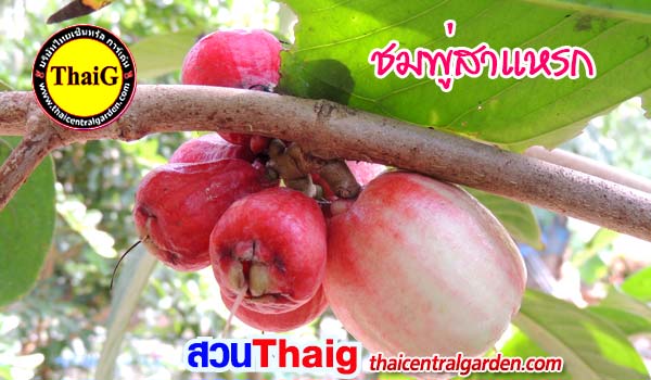 ชมพู่สาแหรก