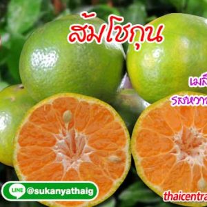 ส้มโชกุน