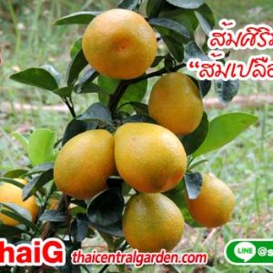 ส้มศิริมงคล