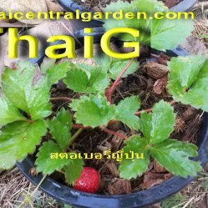 สตอเบอรี พันธุ์พระราชทาน80 สายพันธุ์ญี่ปุ่น