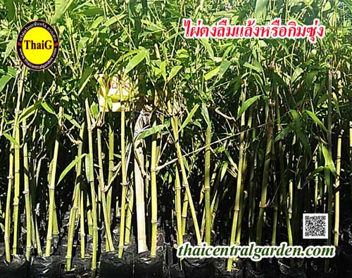 ไผ่ตงลืมแล้ง