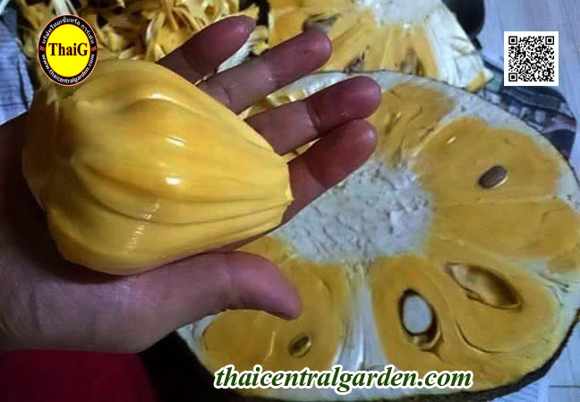 ขนุนไร้เมล็ด