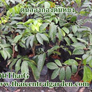 ลองกองตันหยงมัส