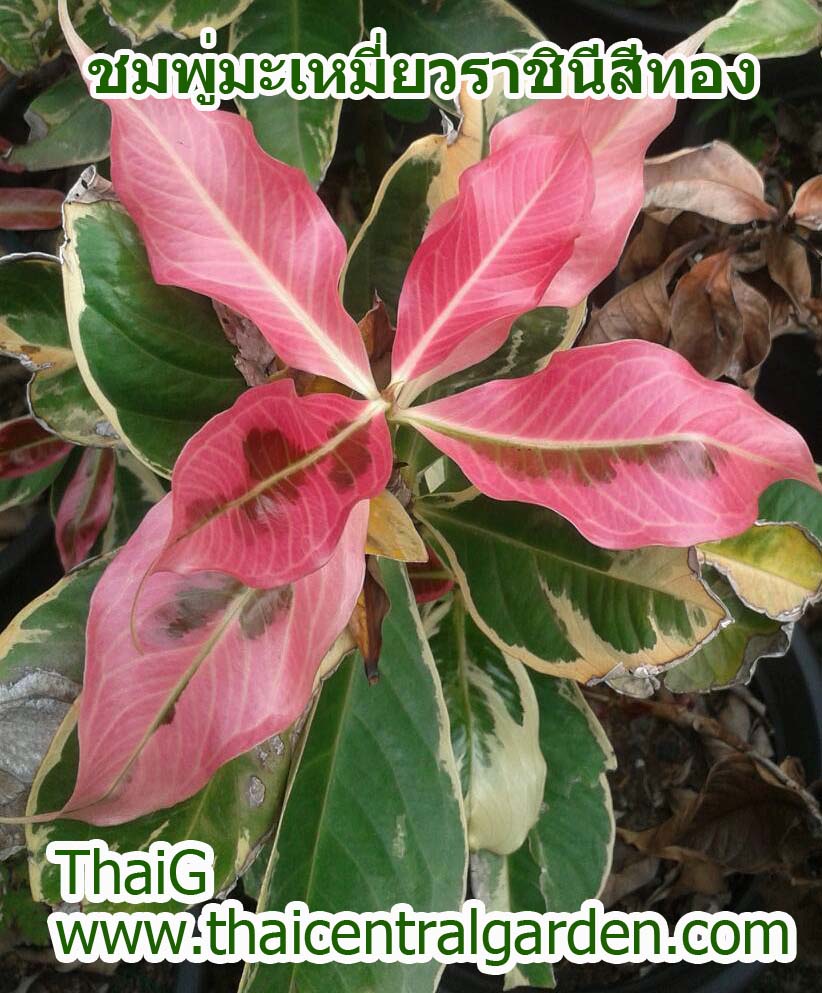 ชมพู่มะเหมี่ยวราชินีสีทอง