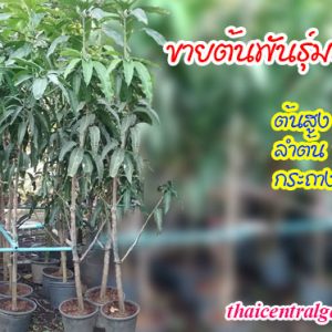 มะม่วงต้นใหญ่ พันธุ์ดี